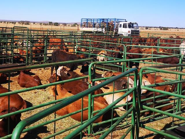 Hier is die weeklikse veilingspryse vir lewende hawe  | News Article