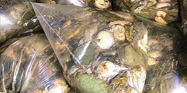 Suspected abalone smuggler in Parys court Suspected abalone smuggler in Parys court | News Article