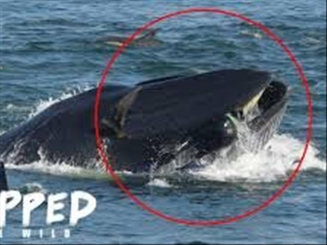 WATCH: PE man nearly swallowed by whale, escapes unharmed | News Article