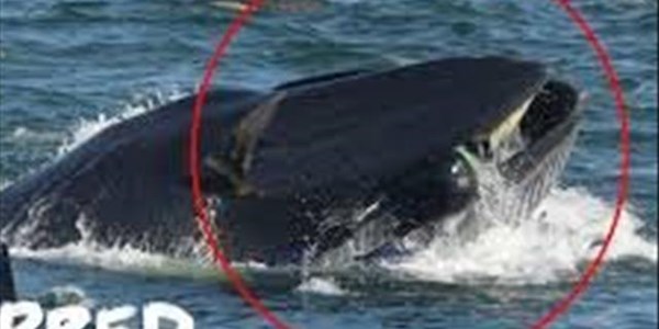 WATCH: PE man nearly swallowed by whale, escapes unharmed | News Article