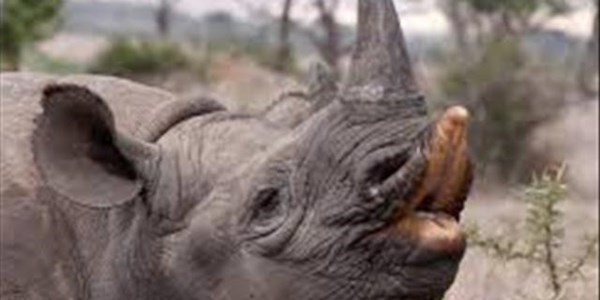 Three suspects arrested for dealing in rhino horns to appear in court Three suspects arrested for dealing in rhino horns to appear in court | News Article