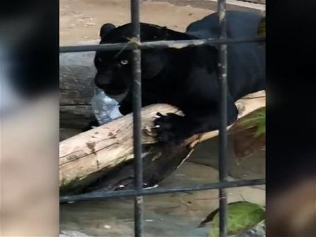 WATCH: Jaguar attacks selfie-taking woman at zoo | News Article