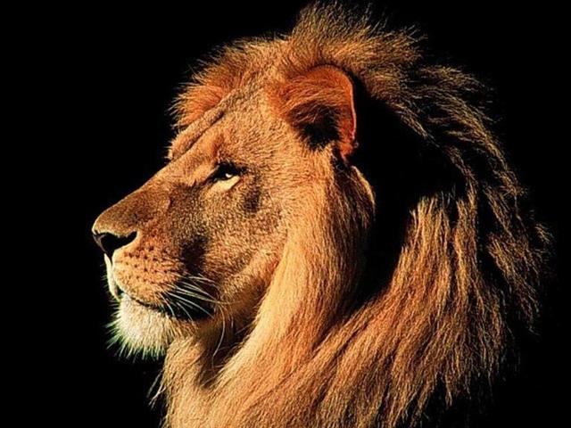Search teams follow missing lion into NC | News Article