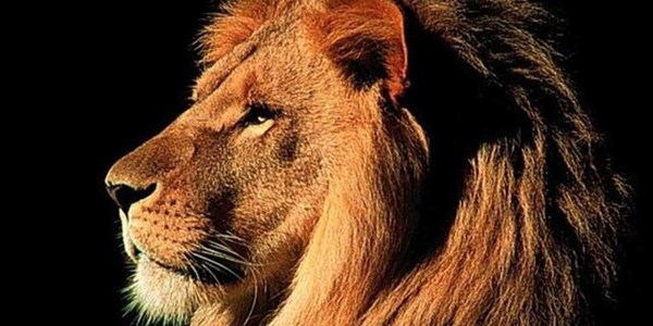 Search teams follow missing lion into NC | News Article