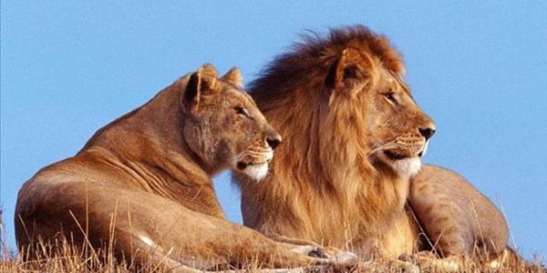 Missing lion kills six animals at Sutherland in NC | News Article