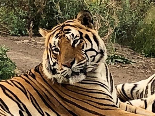 Just Plain Drive: Darren's weekend at Tiger Canyon  | News Article