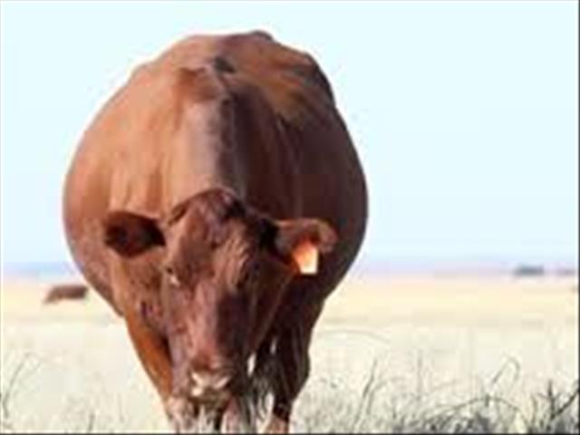 NWK-insetsel: Hoe bepaal 'n boer wanneer sy diere vrugbaar is? | News Article