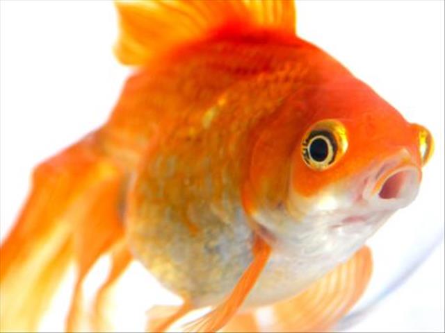 -TBB- Zelda's Feel Good Story: The Boy who loved his goldfish | News Article