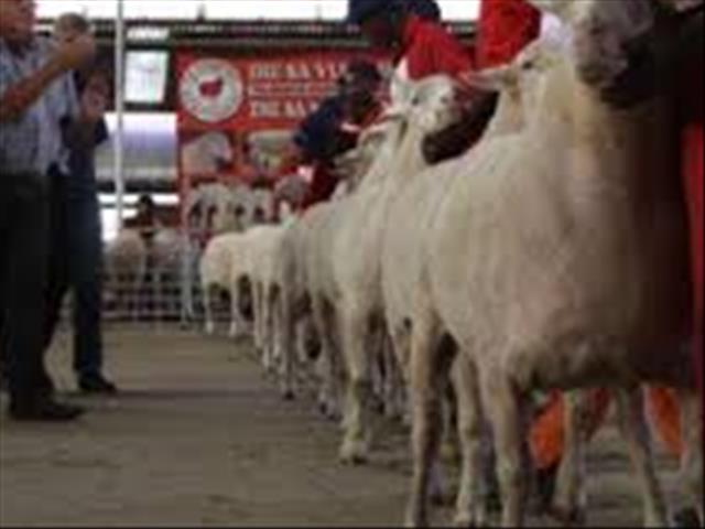 Hier is die weeklikse veilingspryse vir lewende hawe | News Article