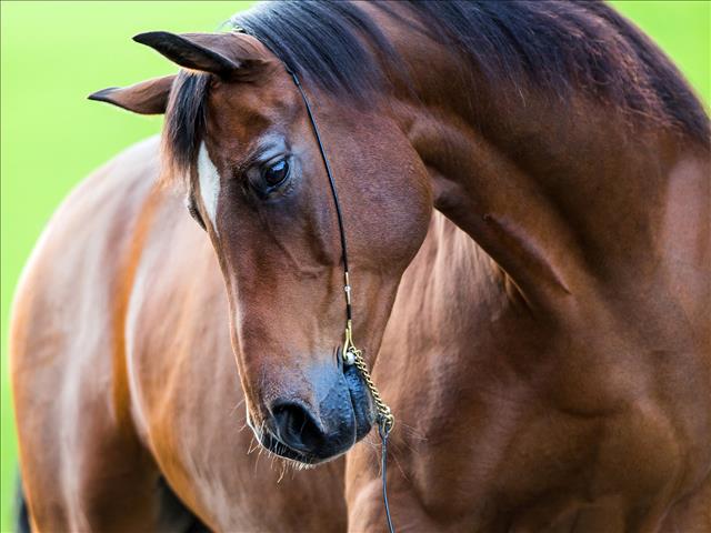 African horse sickness outbreak reported | News Article