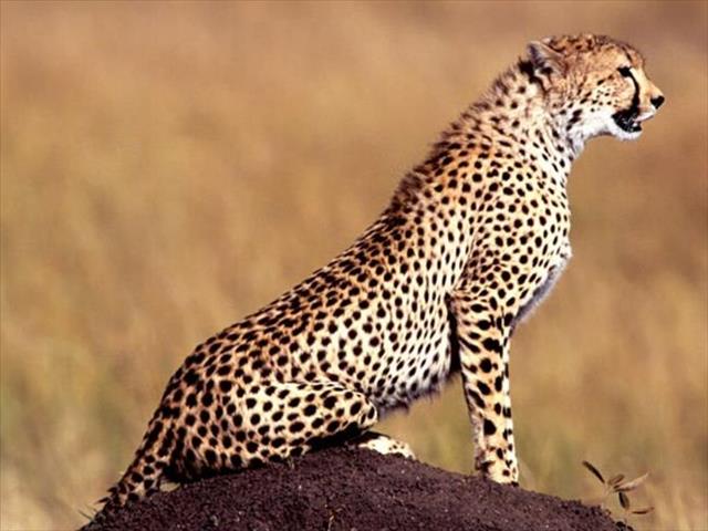 SPCA 'appalled' by illegal capture and death of NW cheetahs | News Article