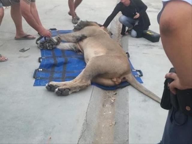 Recaptured Karoo lion likely to be moved out of park | News Article