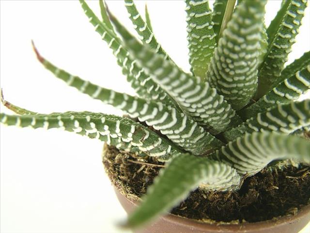 Mexico's 'green gold': The company powering cars with cactus juice | News Article