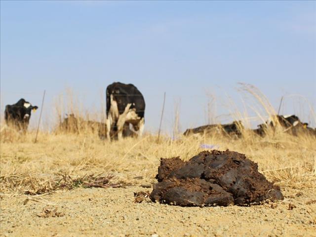 Vrede Dairy report to be discussed  | News Article