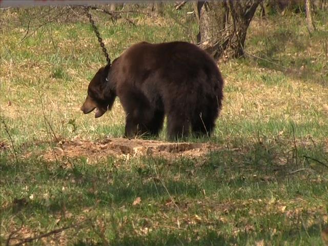 Bears can mimic complex facial expressions to communicate, scientists find | News Article