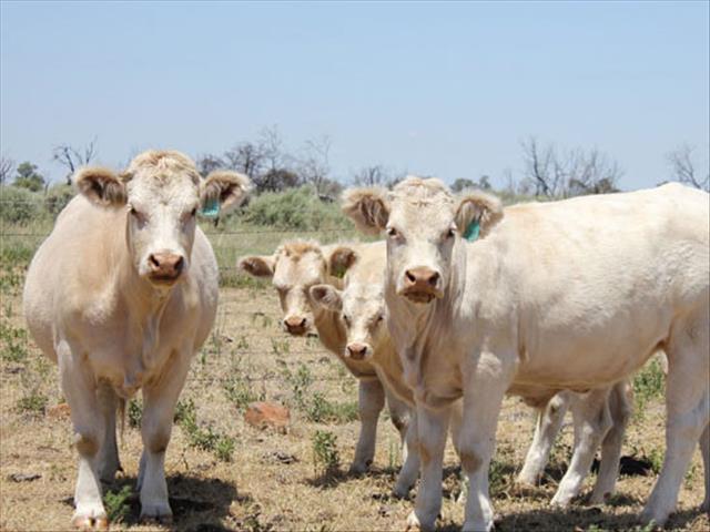 Charolais-beestelersgenootskap span nuwe tegnologie in | News Article