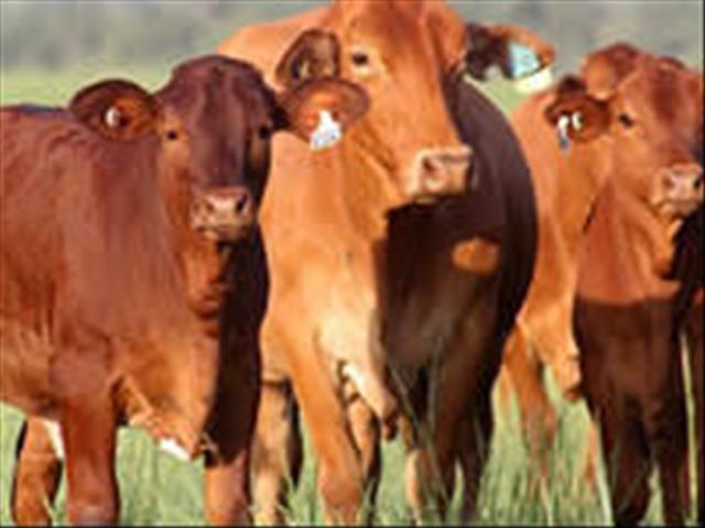 Speenkalfpryse daal weer | News Article