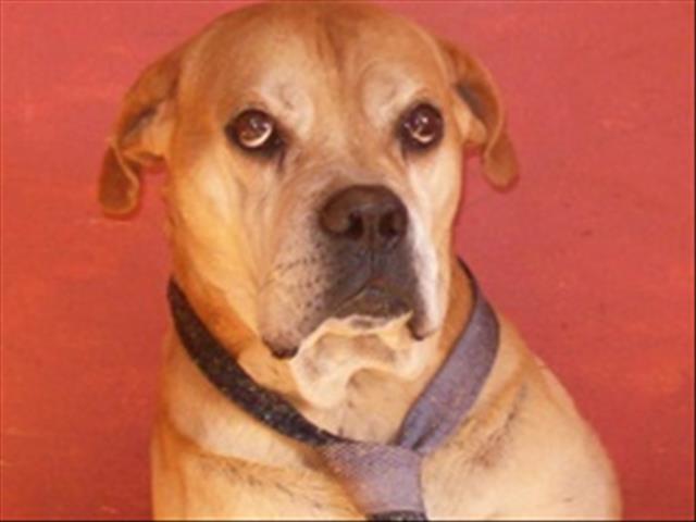 Animals to suffer due to #SARSStrike - SPCA | News Article