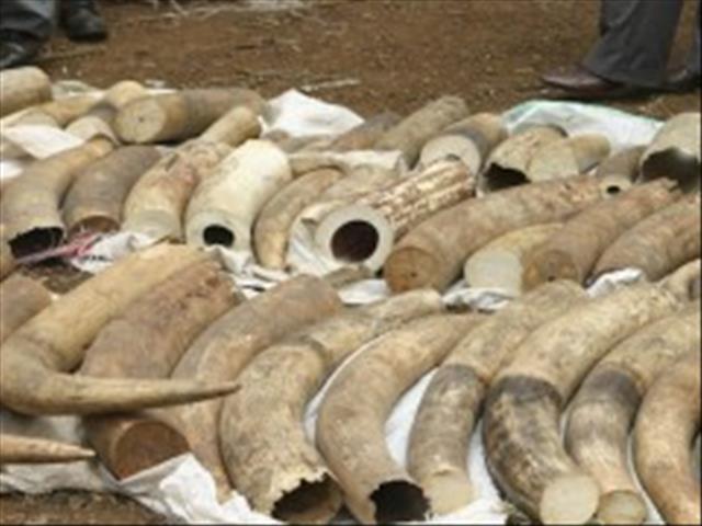 Vietnam seizes 9 tonnes of suspected ivory from Congo | News Article