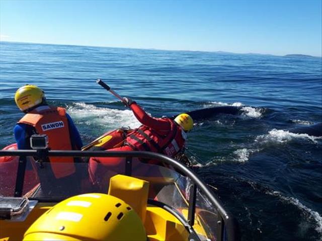 Rescue team frees whale  | News Article