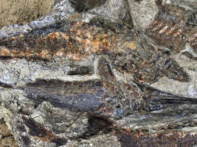 Fossils record dinosaurs' demise | News Article