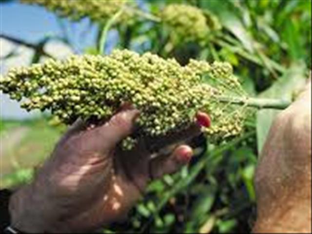 Verwagte sorghum-oes groter as vorige oes | News Article