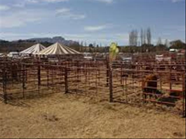 Hier is die weeklikse veilingspryse vir lewende hawe | News Article