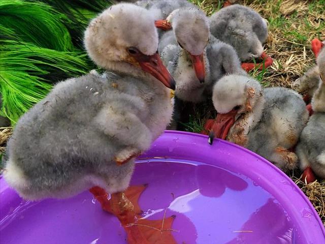 Dozens of rescued flamingo chicks returning to NC | News Article