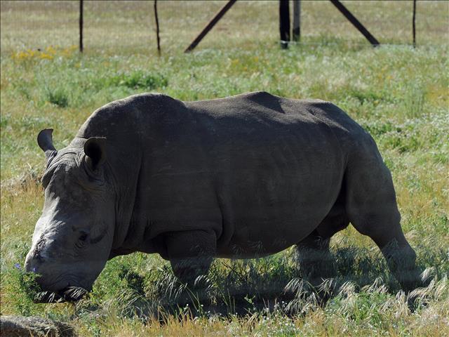 SA govt welcomes huge seizure of rhino horn by Hong Kong authorities | News Article