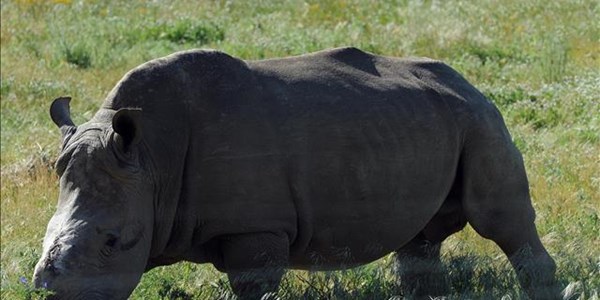 SA govt welcomes huge seizure of rhino horn by Hong Kong authorities | News Article