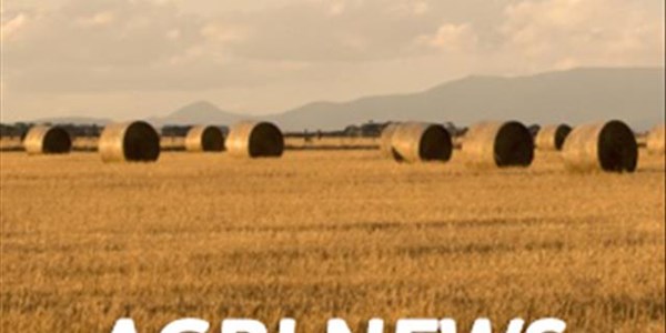 Agri-podcast: Prevailing drought in the Free State continues to compromise food security Agri-podcast: Prevailing drought in the Free State continues to compromise food security | News Article