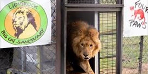 Rescued Gaza lions find new home in Free State Rescued Gaza lions find new home in Free State | News Article