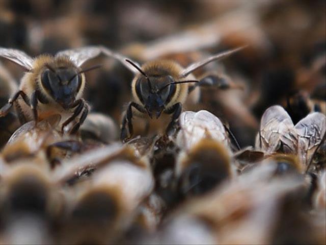 Aggressive swarm of bees kills three dogs | News Article
