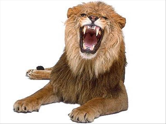 Captive lions rescued from horrific conditions on North West farm | News Article