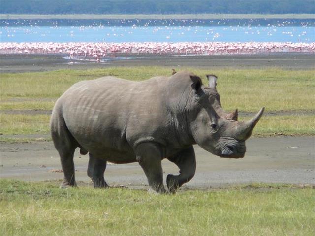 Hawks arrest two men for possession of 167 rhino horns | News Article