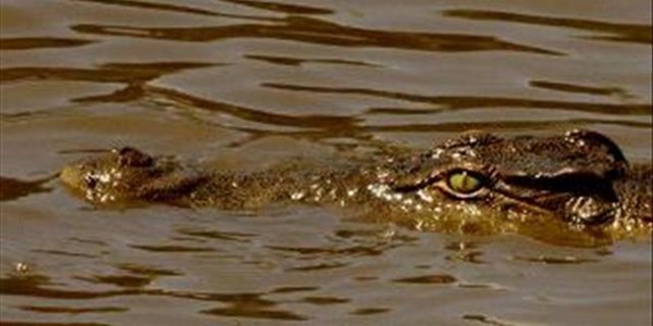 Krokodilivelle pryse toon skerp daling  | News Article