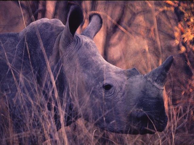 Suspects in rhino horn bust remain in custody  | News Article