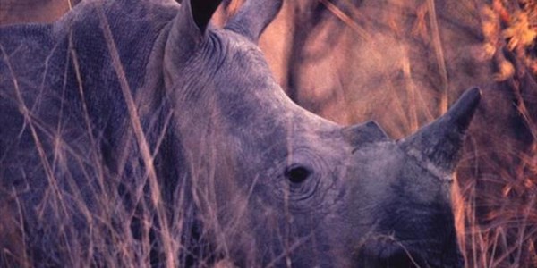 Suspects in rhino horn bust remain in custody  | News Article