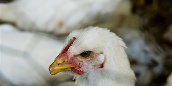 SA emerging chicken importers say hiking poultry tariffs would hurt consumers | News Article