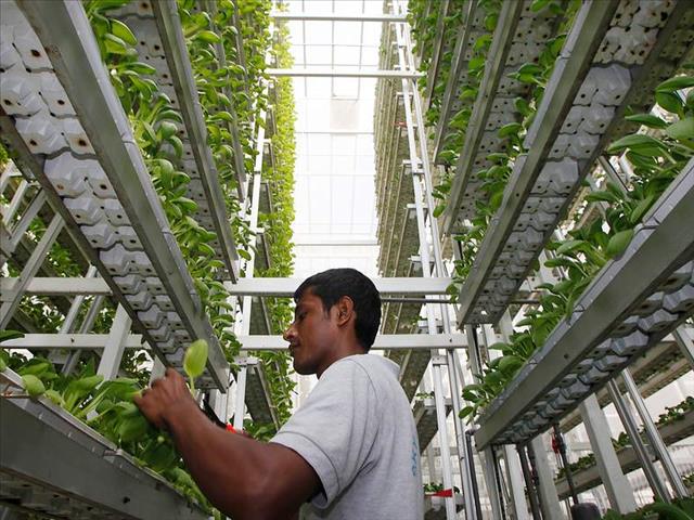 Agri News Podcast: Vertical farming tackles food security  | News Article
