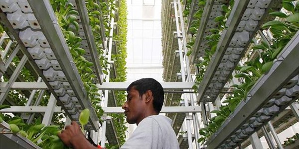 Agri News Podcast: Vertical farming tackles food security  | News Article