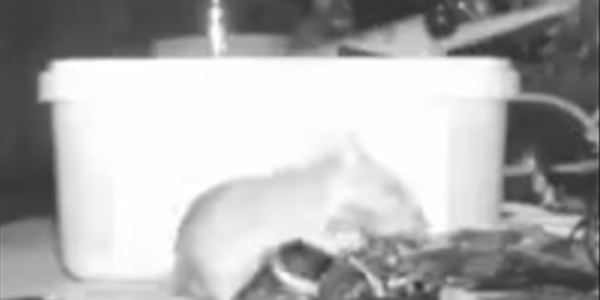 Saturday Express: House proud rat tidies the tools in garden shed at night. Saturday Express: House proud rat tidies the tools in garden shed at night. | News Article