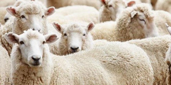 Agri News Podcast: Communal wool sheep farmers benefit from course | News Article