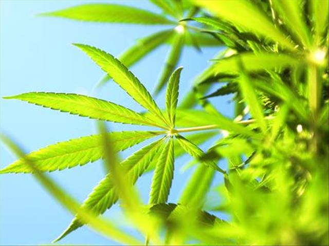 Police close cannabis shop in Knysna | News Article