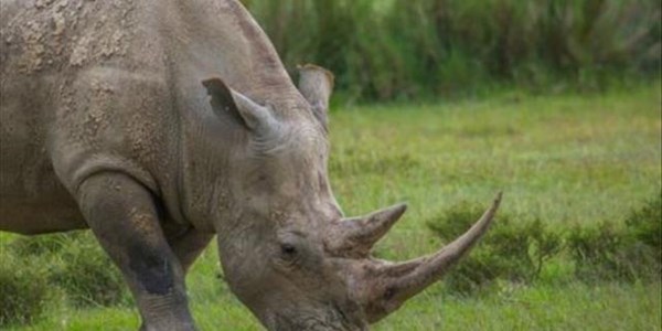  #ProtectOurSpecies: Joint global efforts yielding results in war on rhino poaching | News Article