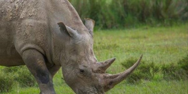 #ProtectOurSpecies: Joint global efforts yielding results in war on rhino poaching #ProtectOurSpecies: Joint global efforts yielding results in war on rhino poaching | News Article
