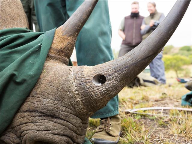 Two in North West court for alleged illegal trade of rhino horns | News Article