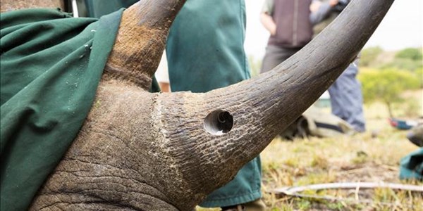 Two in North West court for alleged illegal trade of rhino horns | News Article