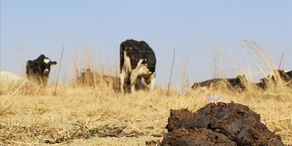 #VredeDairy’s intended beneficiaries raise concerns over Zwane and Qabathe’s involvement #VredeDairy’s intended beneficiaries raise concerns over Zwane and Qabathe’s involvement | News Article