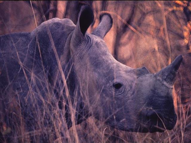 NW rhino poaching remains concern | News Article